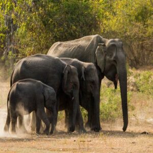 Beauty Of The Nature In Colombo With Private Tour Guide