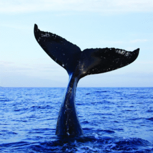 Explore Heritage and Wildlife – Multi Day Tour From Colombo