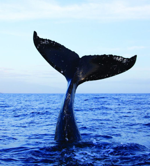 Package Thumb